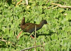 Pardirallus sanguinolentus