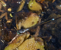 Ischnura pruinescens