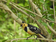 Trachyphonus vaillantii