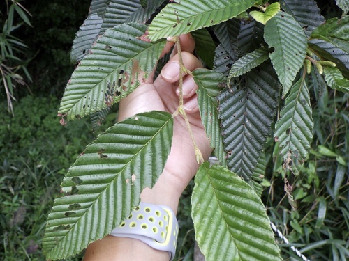 Drooping Alder (Alnus pendula)