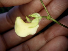 Vigna angularis nipponensis