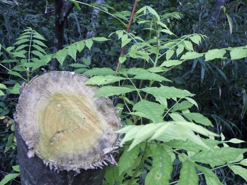 Nigaki (Picrasma quassioides)