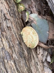 Truncospora ochroleuca