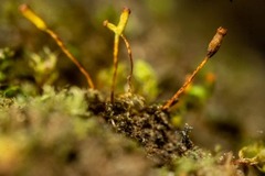 Fissidens bryoides