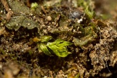 Fissidens bryoides