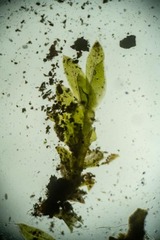 Fissidens bryoides