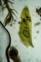 Fissidens bryoides