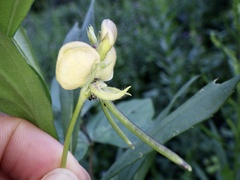 Vigna angularis nipponensis