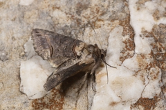 Abrostola triplasia