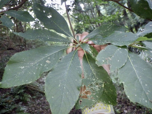 Clethra barbinervis, photograph 6