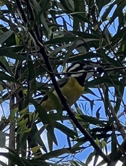 Falcunculus frontatus