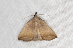 Simplicia armatalis