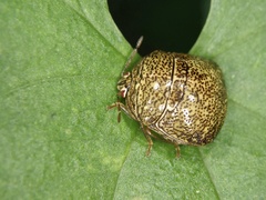 Megacopta punctatissima