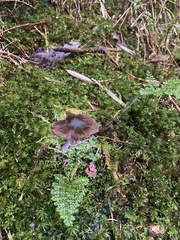 Coltricia cinnamomea