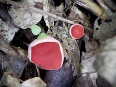 Sarcoscypha coccinea