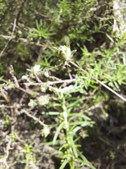 Cassinia aculeata