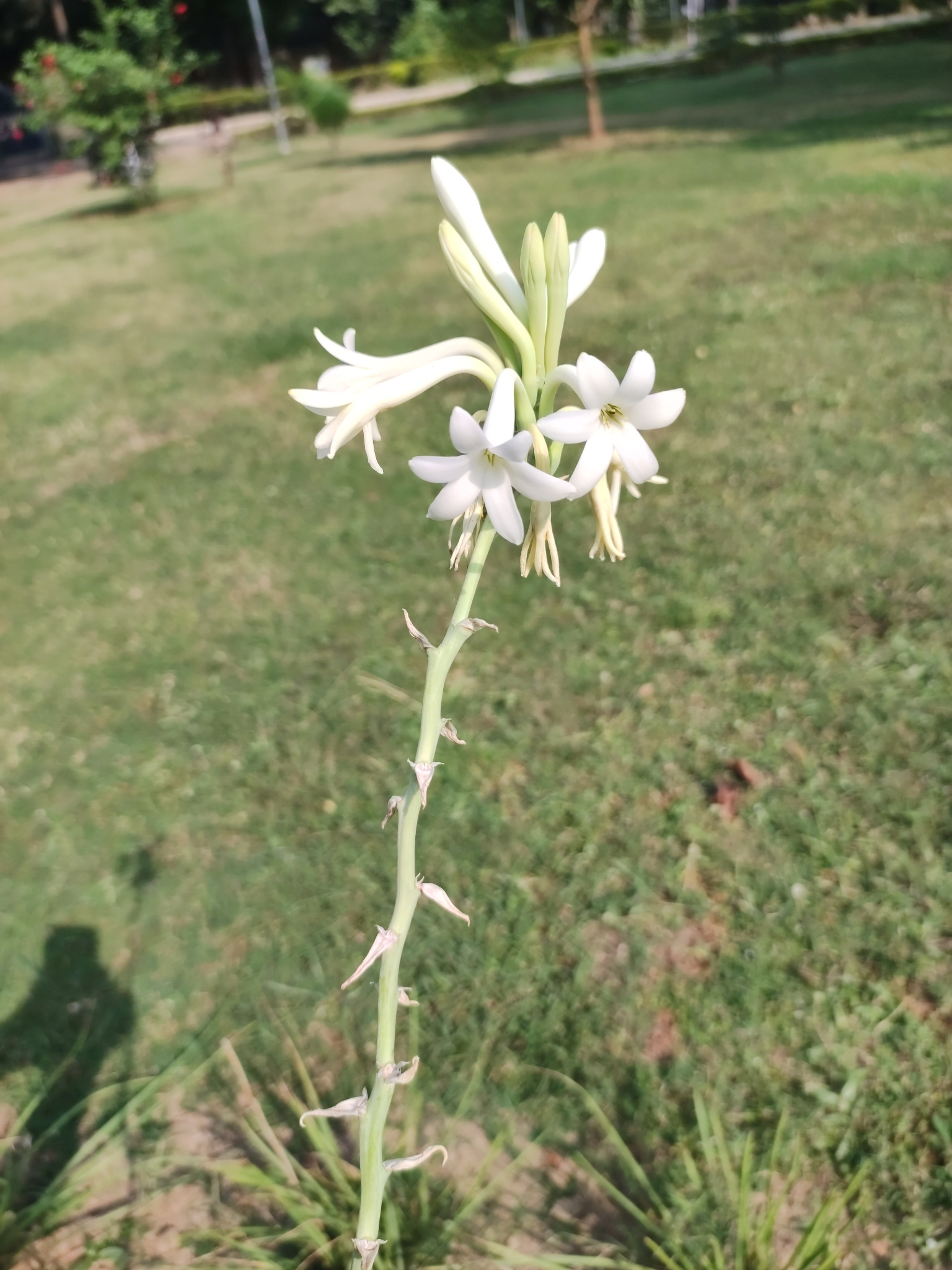 Imagem de Tuberosa