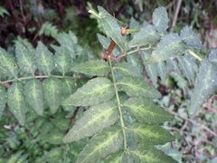 Zanthoxylum piperitum