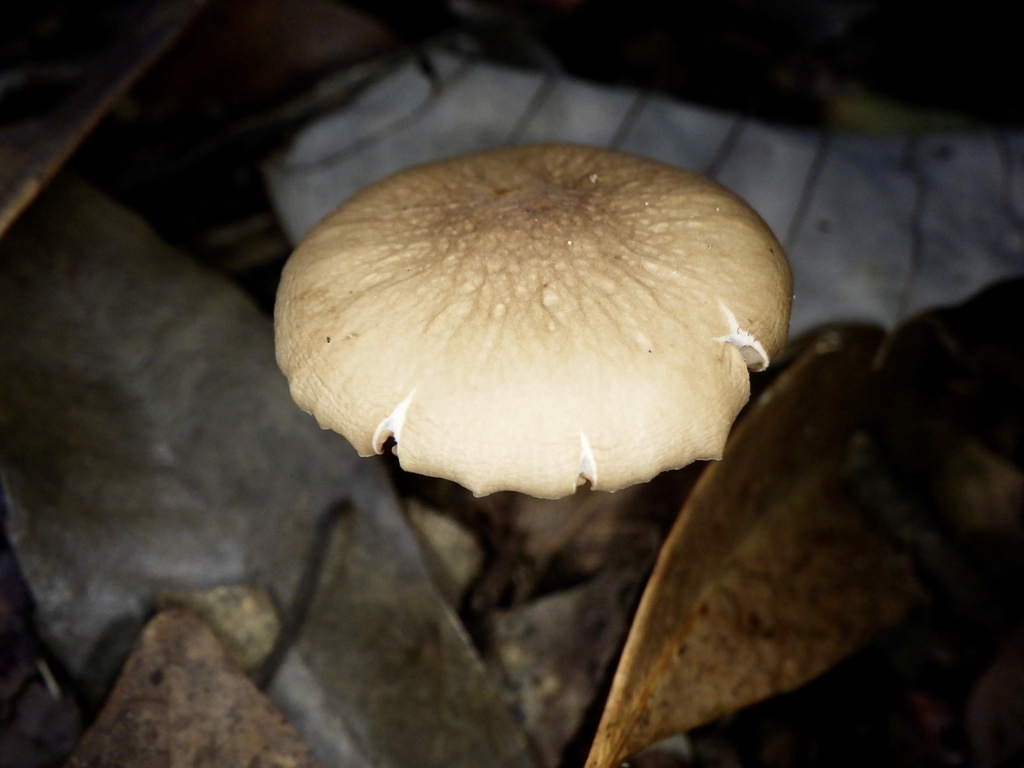 Cyclocybe erebia · October 2022 · photo: © re_nebel (iNaturalist, cc-by)