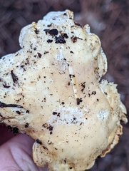 Cantharellus subalbidus