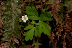 Geranium homeanum