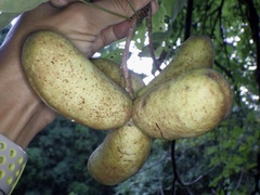 Akebia trifoliata