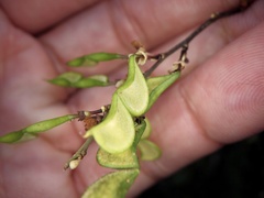 Hylodesmum podocarpum oxyphyllum