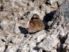 Diaethria bacchis