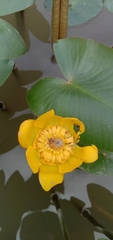 Nuphar japonica