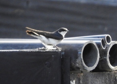 Tachycineta leucorrhoa