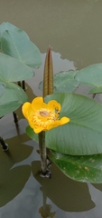 Nuphar japonica