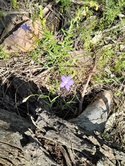 Wahlenbergia gracilenta
