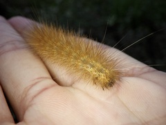 Spilarctia subcarnea