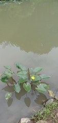 Nuphar japonica
