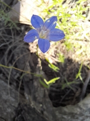 Wahlenbergia gracilenta