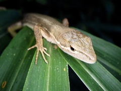 Takydromus tachydromoides