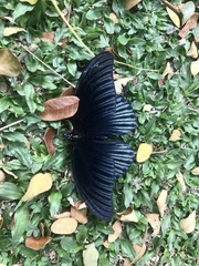 Papilio memnon