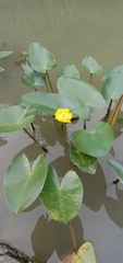 Nuphar japonica
