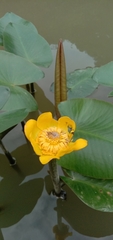 Nuphar japonica