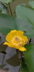 Nuphar japonica