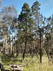 Callitris endlicheri