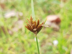 Cyperus polystachyos