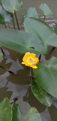 Nuphar japonica