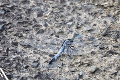 Orthetrum albistylum speciosum