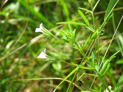 Mecardonia acuminata