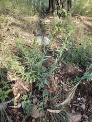 Gonocarpus elatus