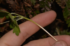 Geranium homeanum