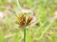 Cyperus polystachyos