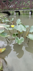 Nuphar japonica