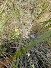 Tricoryne elatior